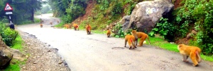 Monkeys on road