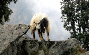 Ram on a rock